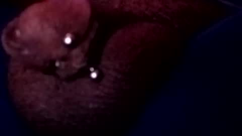 bcfalcon69 online show from May 17, 2026, 3:15 am