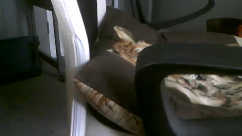 Snapshot of dazzle68 chatting on June 29, 2026, 1:01 am Dazzle68 online show from June 29, 2026, 1:01 am