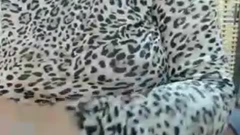 LAILA online show from July 22, 2026, 11:35 am