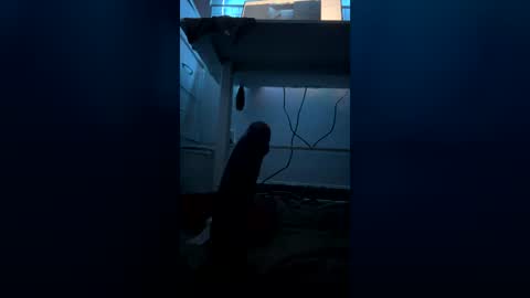 meep08 online show from July 9, 2026, 8:07 am