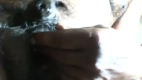 Snapshot of pappi_rambo chatting on July 17, 2026, 1:29 pm pappi_rambo online show from July 17, 2026, 1:29 pm