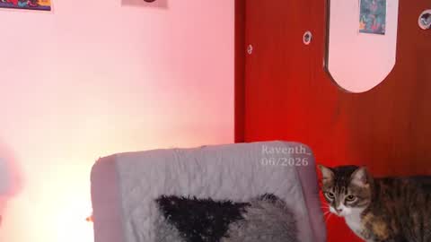 raventh_ online show from July 2, 2026, 5:57 am