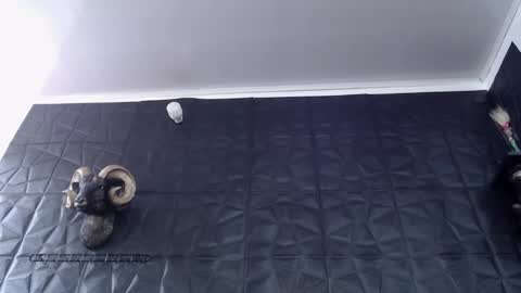 Snapshot of agata_darkness chatting on February 24, 2026, 6:28 pm Miss Agata online show from February 24, 2026, 6:28 pm