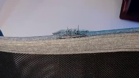 Shane online show from November 1, 2025, 8:11 pm