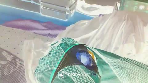 Snapshot of alwaysniceguy2 chatting on January 3, 2025, 3:16 am HoneyMelonGuy online show from January 3, 2025, 3:16 am