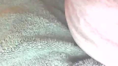 Snapshot of analhunter33 chatting on February 6, 2025, 12:22 am analhunter33 online show from February 6, 2025, 12:22 am