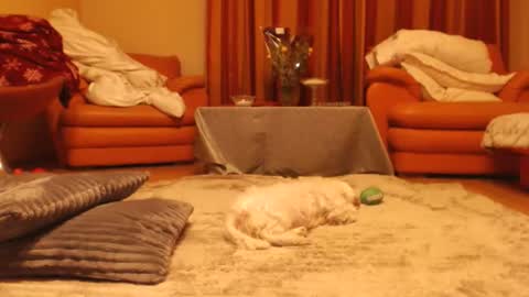 Andra online show from November 18, 2025, 10:25 pm