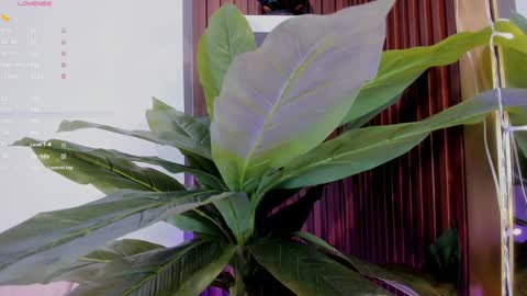 Ana online show from January 20, 2025, 11:35 am