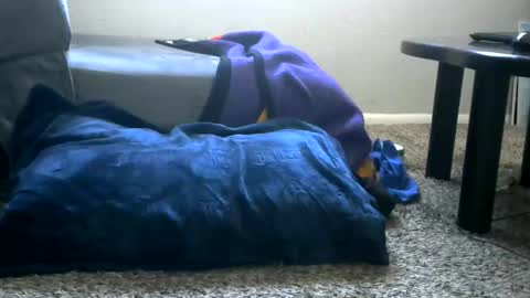 bigboybigbutt69 online show from May 25, 2026, 11:00 pm
