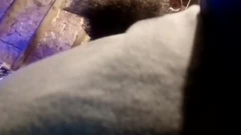 BigDaddykodack online show from November 13, 2025, 9:41 am