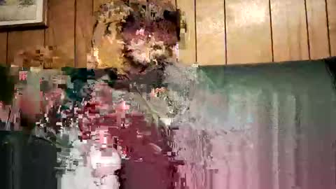 bigwytecock1979 online show from February 3, 2025, 1:52 am