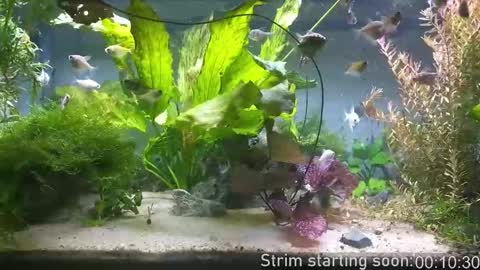 Booker Baxton online show from December 21, 2025, 3:57 am