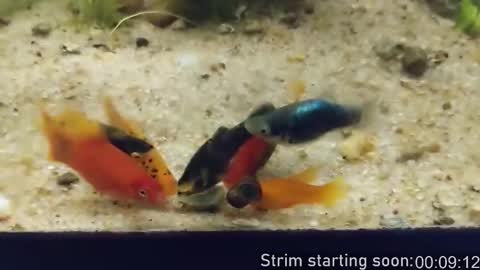 Booker Baxton online show from February 26, 2026, 4:00 am