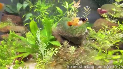 Booker Baxton online show from March 20, 2026, 3:00 am