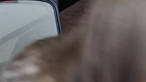 Snapshot of brandy_gem chatting on February 10, 2026, 7:23 am Brandy Gem online show from February 10, 2026, 7:23 am