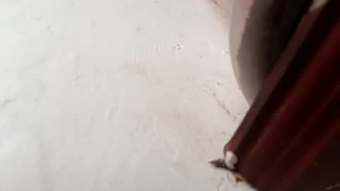 Brittany  online show from November 23, 2025, 1:55 pm