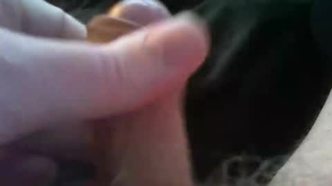 bullemoe online show from October 4, 2025, 2:37 pm