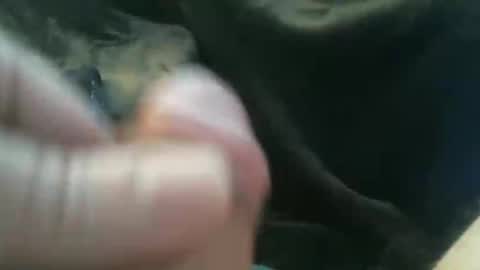 bullemoe online show from October 27, 2025, 8:18 am