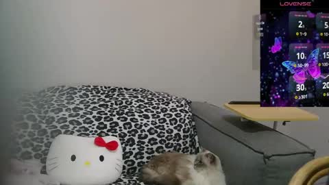 Sir  Kitten  online show from May 10, 2026, 2:17 am