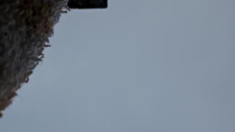 cheffydl online show from November 9, 2025, 12:47 pm