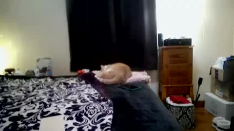 ChinaCove online show from January 31, 2026, 7:23 pm