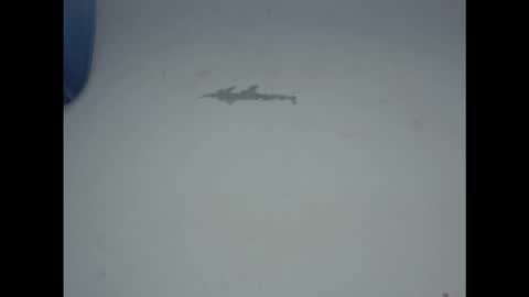 cornxcunt online show from February 17, 2026, 11:29 am