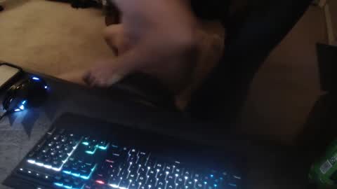 Dakota online show from September 14, 2025, 11:53 am