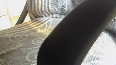 Dammerl online show from January 28, 2025, 8:25 am