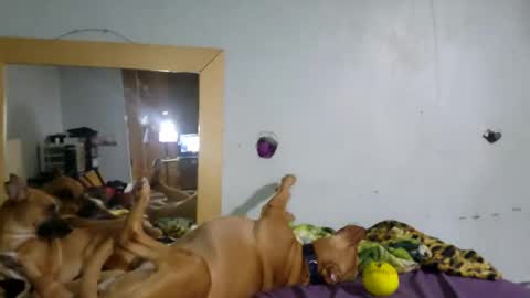 Snapshot of demivercetti chatting on December 22, 2025, 4:42 am demivercetti online show from December 22, 2025, 4:42 am