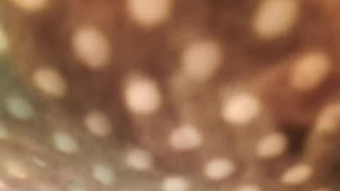 Snapshot of doggydaddi chatting on January 29, 2025, 6:33 am Alex online show from January 29, 2025, 6:33 am