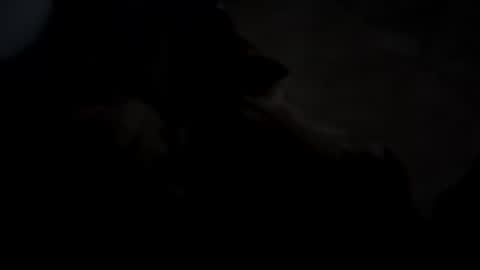 dthedog12 online show from October 5, 2025, 2:43 am