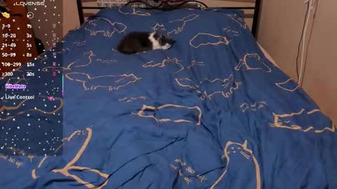 Snapshot of eva_zero chatting on February 27, 2026, 3:12 pm Eva online show from February 27, 2026, 3:12 pm