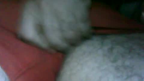 fer_2197 online show from November 13, 2025, 2:49 pm