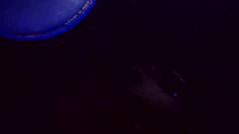 flashitorelindo online show from November 24, 2025, 2:22 am