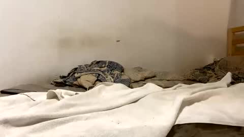 Snapshot of goldmedalexcellent chatting on January 15, 2026, 9:07 pm Goldmedal online show from January 15, 2026, 9:07 pm