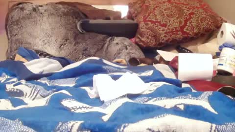 Snapshot of goodbootaye chatting on February 1, 2025, 3:07 pm Juicy Booty online show from February 1, 2025, 3:07 pm