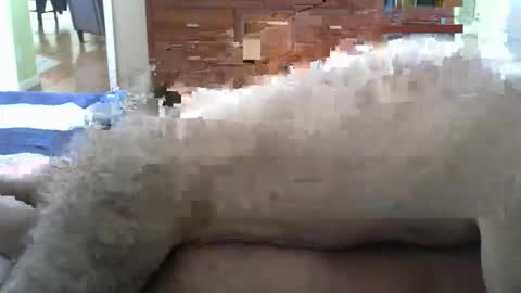 grsmnky65 online show from December 14, 2025, 5:29 pm