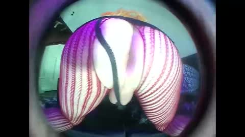 Snapshot of hardkoregigi chatting on September 19, 2025, 8:31 pm hardkoregigi online show from September 19, 2025, 8:31 pm