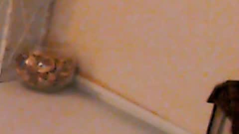 Snapshot of heaven_chloe chatting on February 4, 2025, 5:23 pm Heaven girl online show from February 4, 2025, 5:23 pm