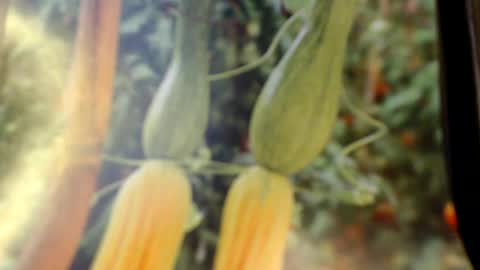 Helvell online show from June 8, 2026, 8:09 pm