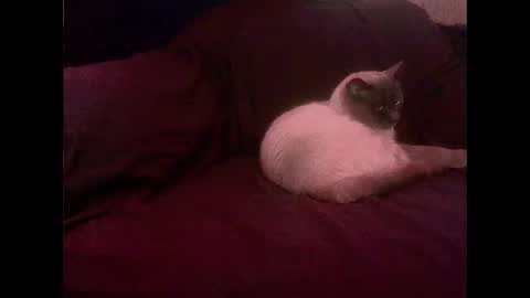 hopps28 online show from March 1, 2025, 10:13 am