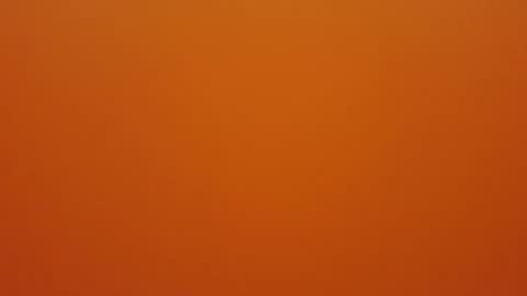 hundeleine online show from December 16, 2025, 9:03 am