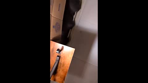 hungitalian40 online show from February 12, 2026, 9:37 am