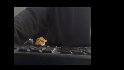 ital25usa online show from January 10, 2026, 10:06 am