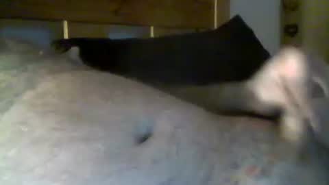 Snapshot of jerkmate6666 chatting on May 1, 2026, 10:36 pm jerkmate6666 online show from May 1, 2026, 10:36 pm