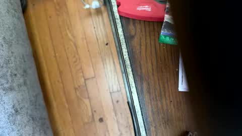 Jeremys room chill and puff one enjoy online show from January 12, 2026, 8:25 pm