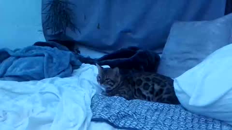 jwolf11851725 online show from October 25, 2025, 8:22 am