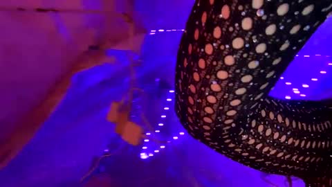 Kissah Kreampuff online show from January 17, 2025, 8:34 am