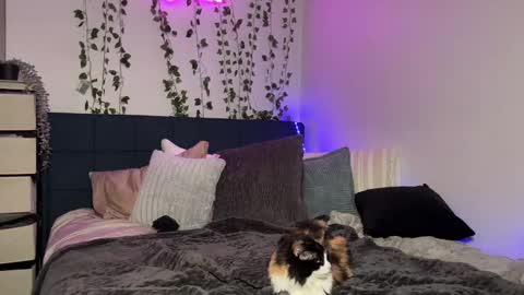 Kaitie online show from December 16, 2024, 11:12 am