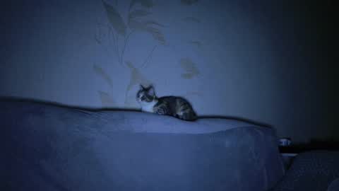 Snapshot of kitty_dora chatting on March 8, 2025, 11:16 am Evelyn online show from March 8, 2025, 11:16 am